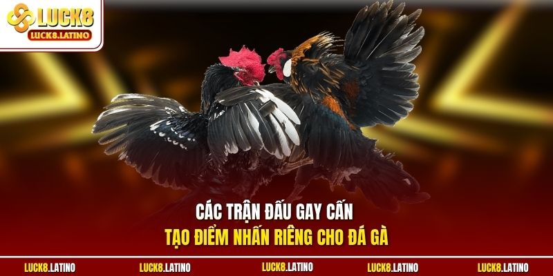 Các trận đấu gay cấn tạo điểm nhấn riêng cho đá gà 