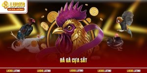 Đá gà cựa sắt