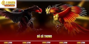 Đá gà Thomo