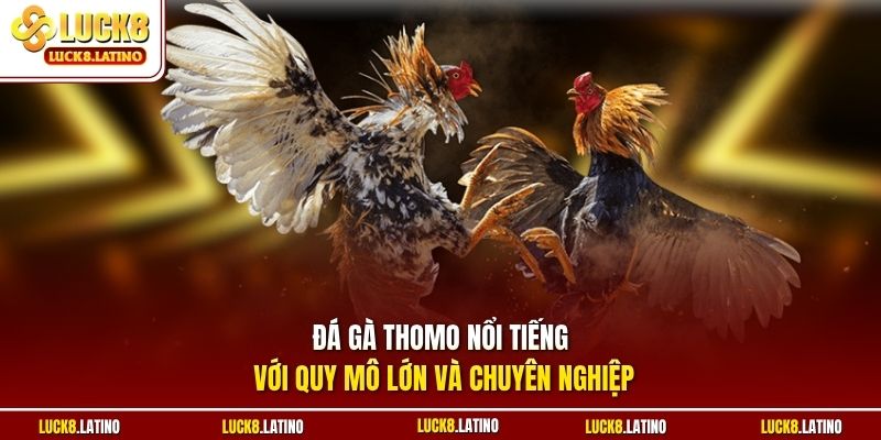Đá gà Thomo nổi tiếng với quy mô lớn và chuyên nghiệp