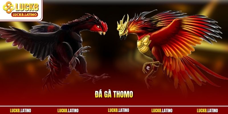 Đá gà Thomo