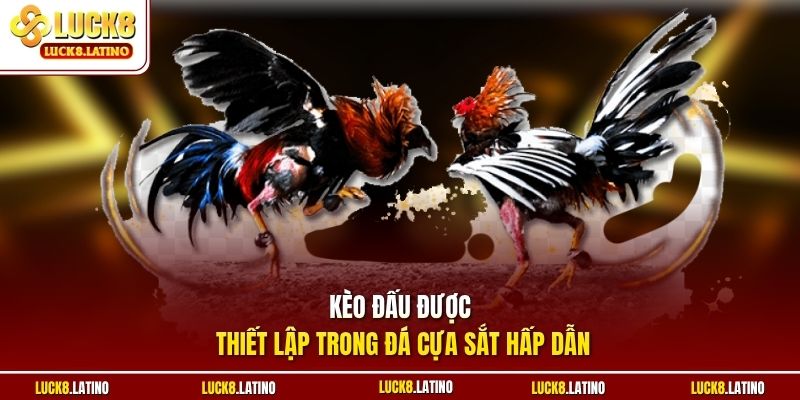 Kèo đấu được thiết lập trong đá cựa sắt hấp dẫn